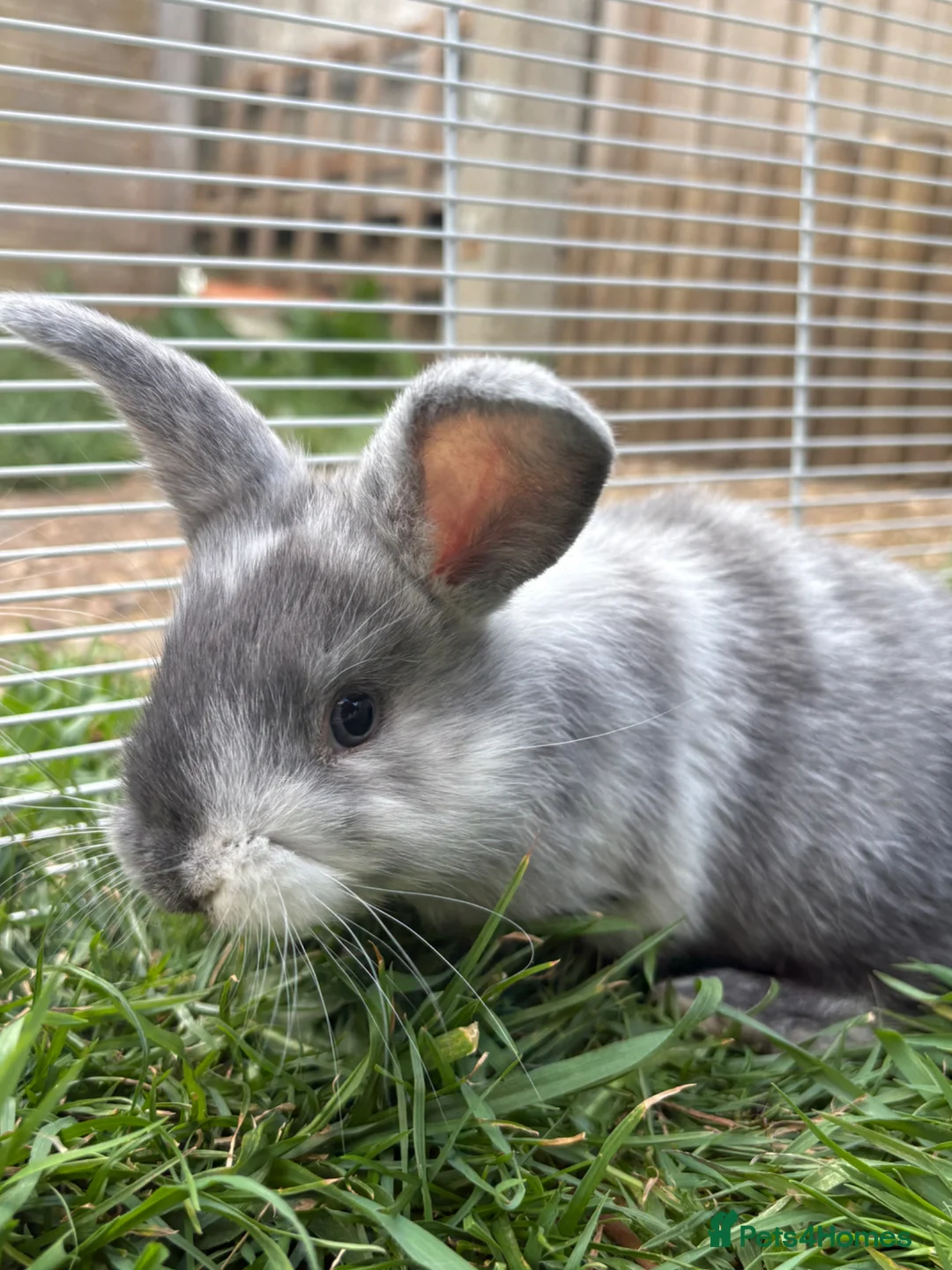 French Lop rabbits for sale: French lop girls ready to reserve  - Advert 5