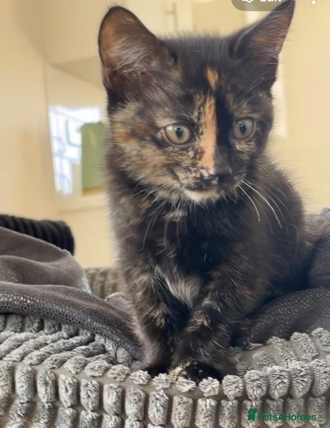 Maine Coon cats for sale: last kitten  - Advert 2