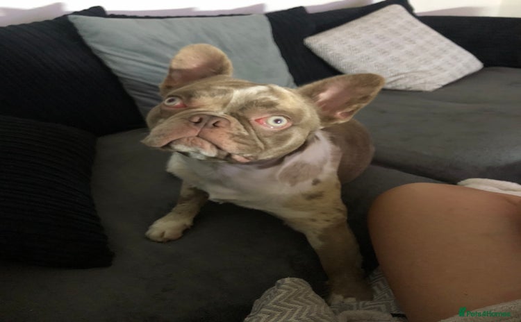 French Bulldog dogs - Advert 2