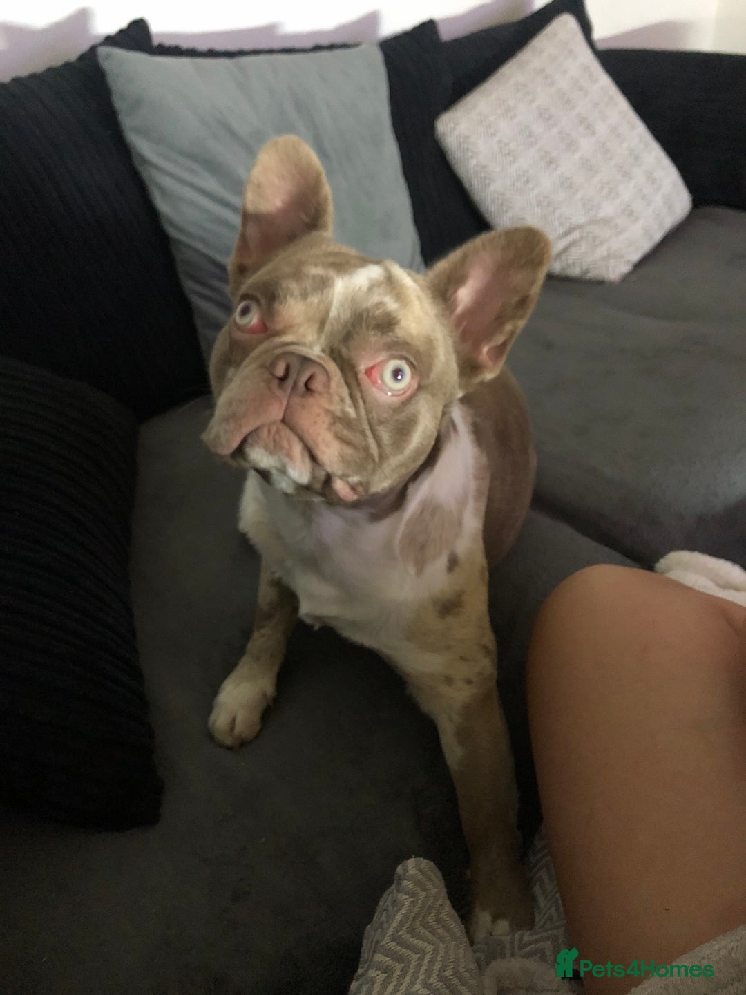 French Bulldog dogs for sale: Bruno French bulldog - Image 1