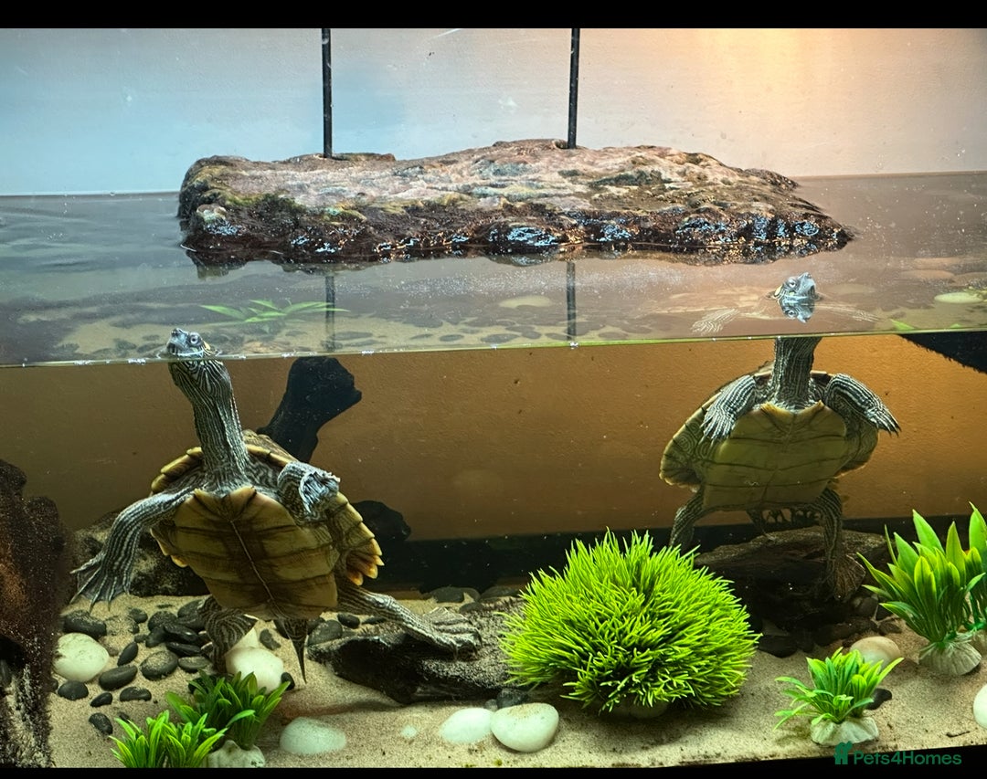 Turtle reptiles for sale: 2 MISSISSIPPI TURTLES  - Advert 2