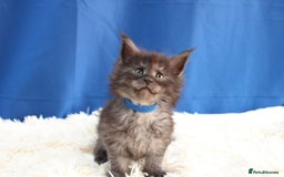 Maine Coon cats for sale: 🔥Stunning Maine Coon kittens🔥 - Image 6
