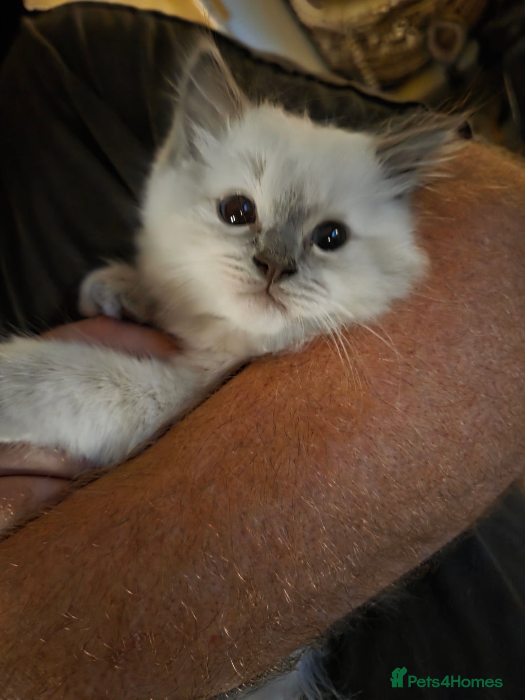 Ragdoll cats for sale: 1 wee beautiful blue ragdoll available - Image 2
