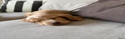 Cocker Spaniel dogs for sale: Show Type Cocker spaniel puppy - Advert 5
