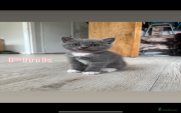 Mixed Breed cats for sale: 🐾 British Short Hair X Ragdoll Kittens 🐾 - Image 6