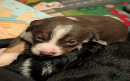 Border Collie dogs for sale: Collie mix puppies looking for their families! - Image 24
