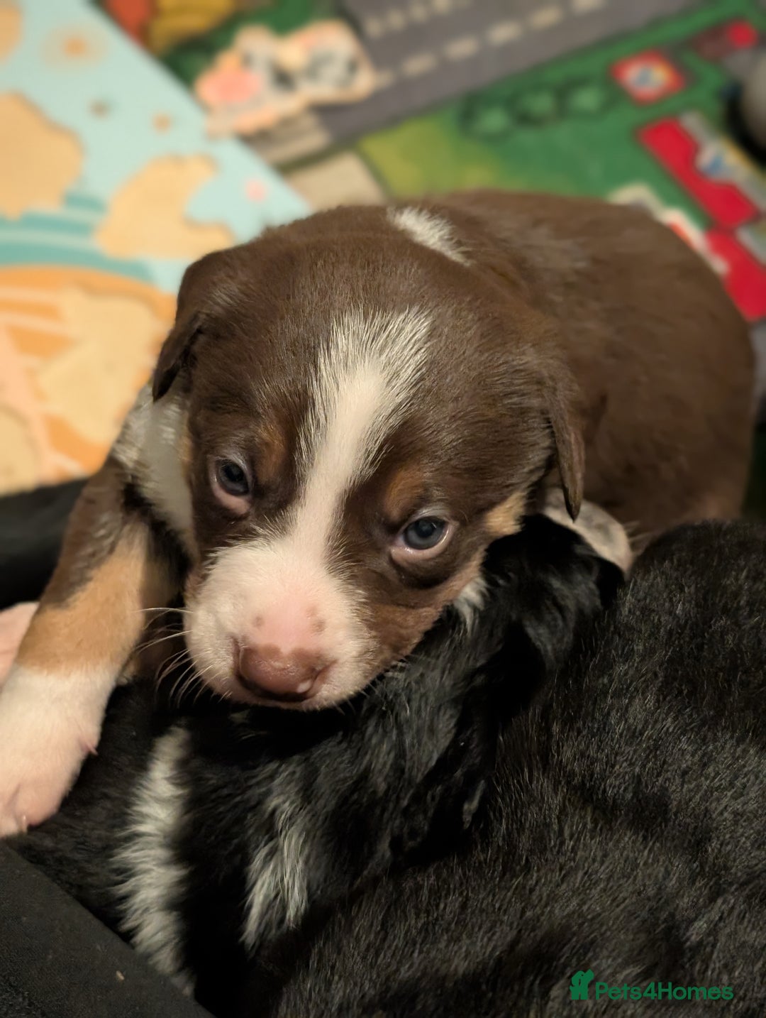 Border Collie dogs for sale: Collie mix puppies looking for their families! - Image 24