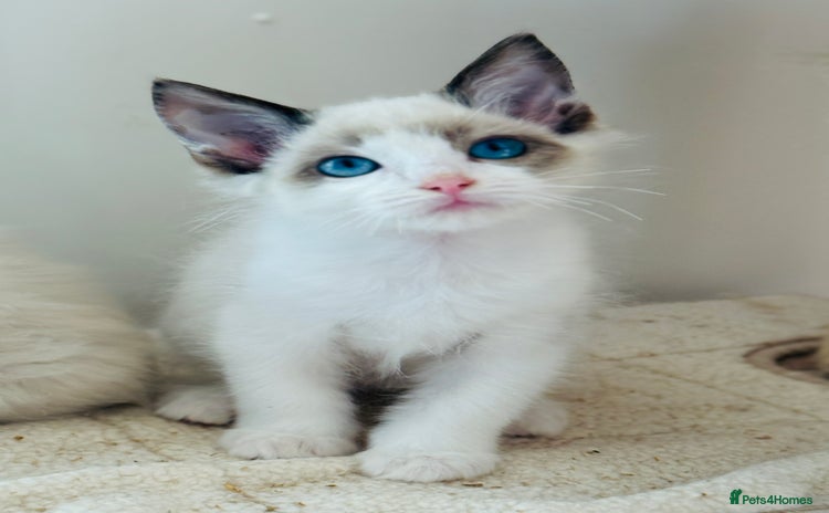 Ragdoll cats - Advert 2
