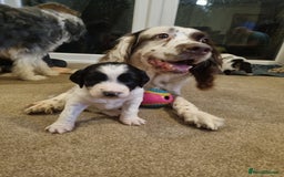Mixed Breed dogs for sale: Springer spaniel x bearded collie female pups x2 - Image 11