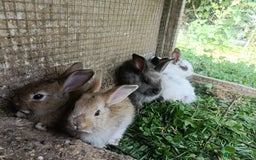 Rex rabbits for sale: REX X RABBIT'S BOYS AND GIRLS  - Image 1