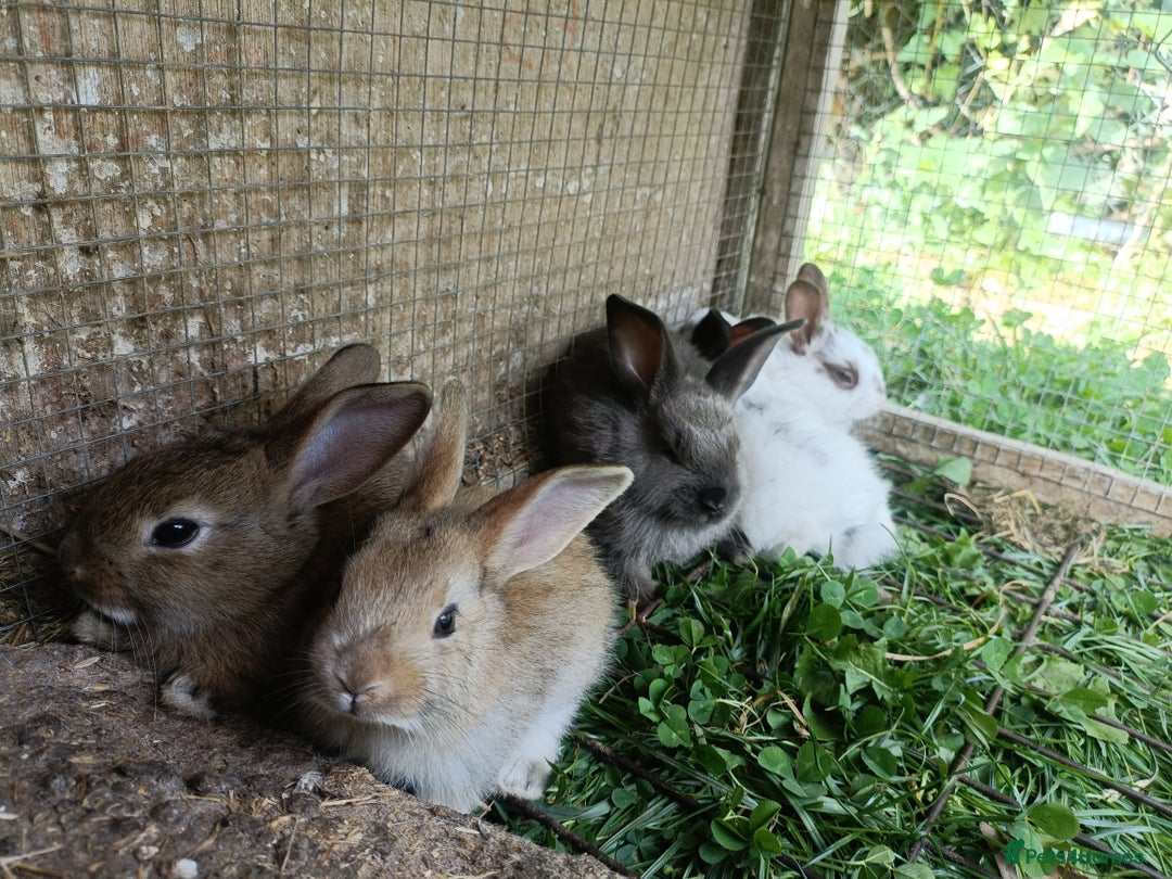 Rex rabbits for sale: REX X RABBIT'S BOYS AND GIRLS  - Image 1