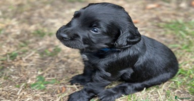 Cocker Spaniel dogs - Advert 6