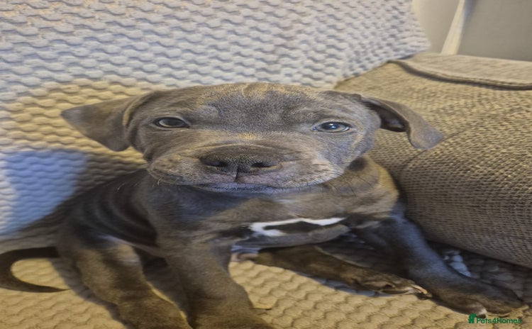 Staffordshire Bull Terrier dogs - Advert 1