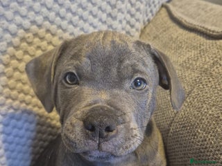 Staffordshire Bull Terrier dogs - Advert 13