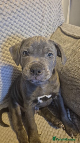 Staffordshire Bull Terrier dogs - Advert 1