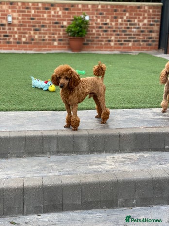 Maltese dogs in Stafford - Advert 1