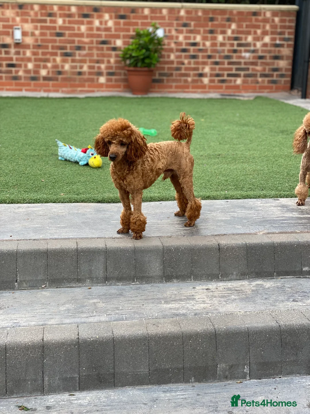 Maltese dogs for stud: Donnajays 5* PROVEN, HEALTH TESTED & PROFESSIONAL in Stafford - Advert 1