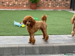 Maltese dogs Donnajays 5* PROVEN, HEALTH TESTED & PROFESSIONAL in Stafford - Advert 12