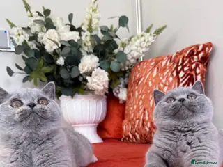British Shorthair cats British shorthair available 🧡 - Advert 5