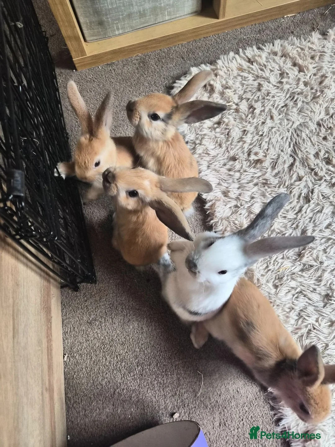 Mini Lop rabbits for sale: 🐰5 Beautiful Baby Rabbits for Loving Homes 🐰 - Advert 1