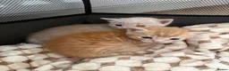 Mixed Breed cats for sale: 2 beautiful kittens  - Advert 9