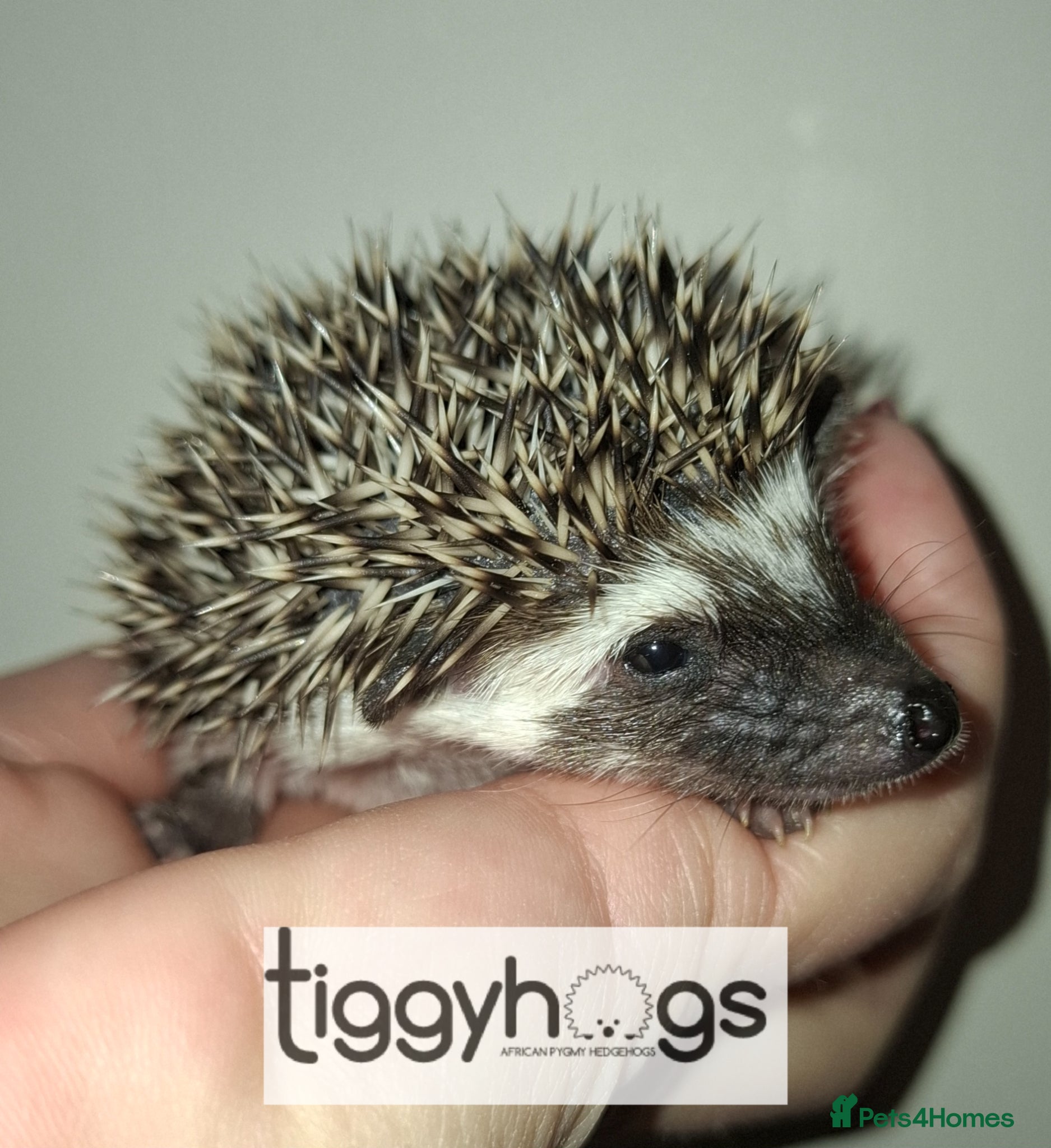 Pygmy Hedgehog rodents Handsome Male African pygmy hedgehogs  - Advert 2