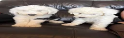 Old English Sheepdog dogs for sale: Kc Registered Old English Sheepdogs  - Advert 10