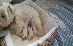 West Highland Terrier dogs for stud: Stud.. in Greenock - Image 24