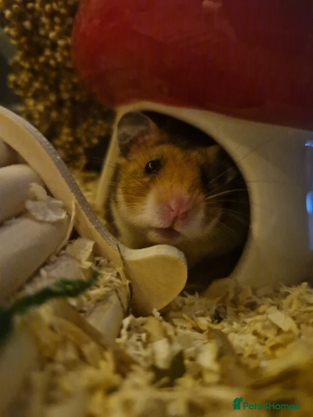 Hamster rodents for sale: Very friendly teddy bear hammy - Advert 8