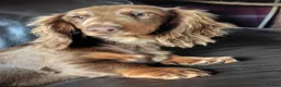 Miniature Dachshund dogs for sale: Puppies of the miniature long-haired dachshund.  - Advert 3
