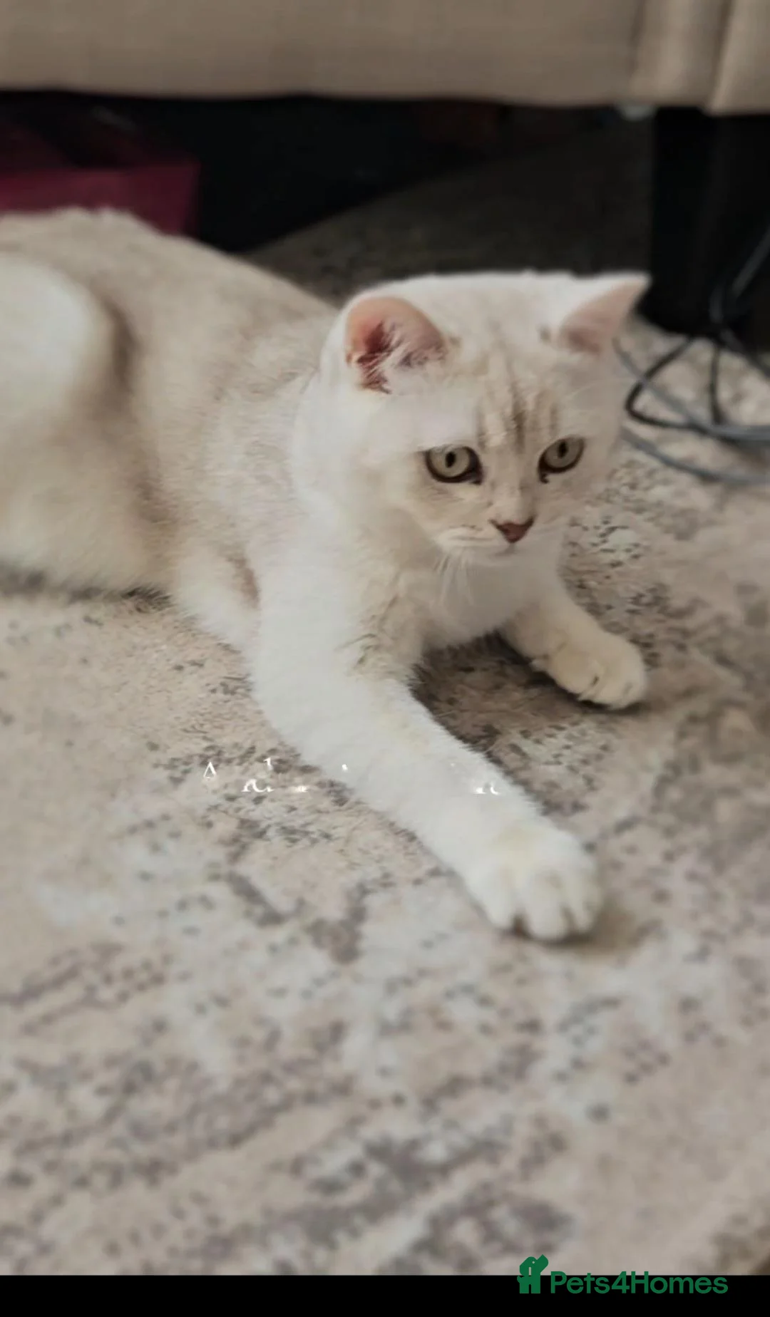 Scottish Fold cats for sale: White/brown Scottish Straight in Bedford - Advert 6