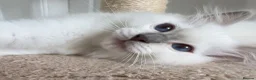 Ragdoll cats for sale: GCCF lilac male kitten - Advert 18