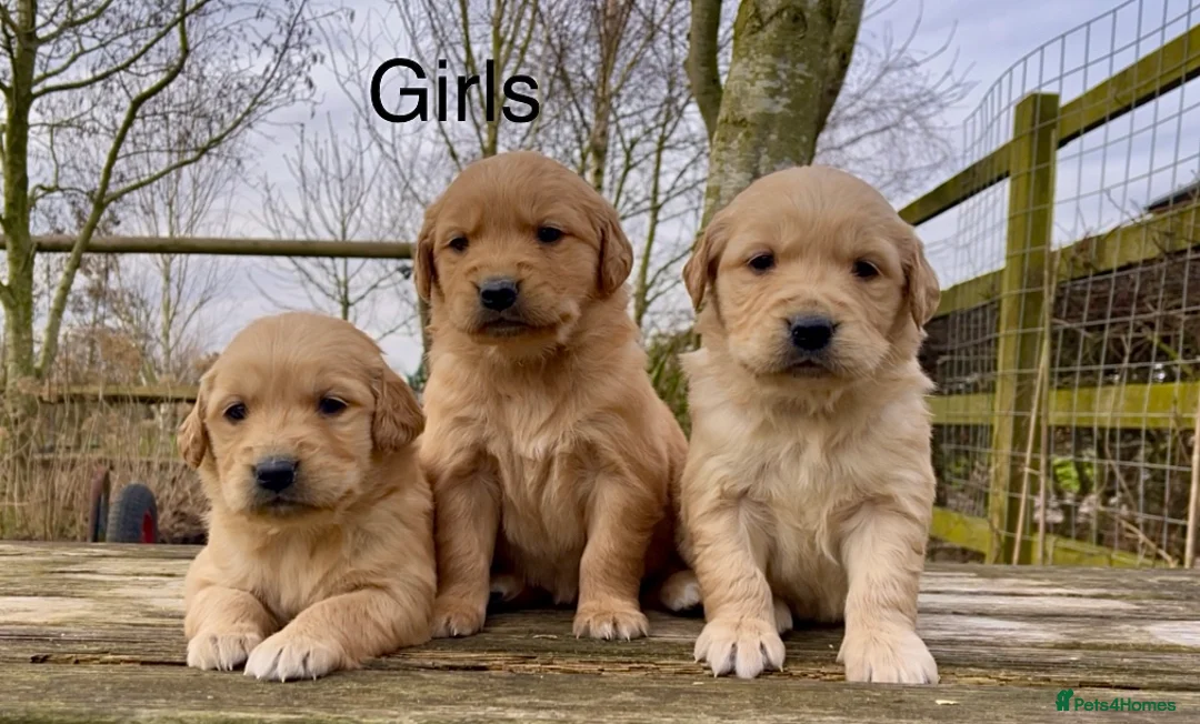 Golden Retriever dogs for sale: KC Reg Golden Retriever Puppies Health Tested - Advert 2