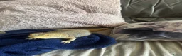 Bearded Dragon reptiles for sale: Bearded dragon + full vivarium setup + storage in Worthing - Advert 4