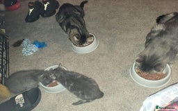 Domestic Shorthair cats for sale: 2 Beautiful Males (selling due2my partners illness - Image 9