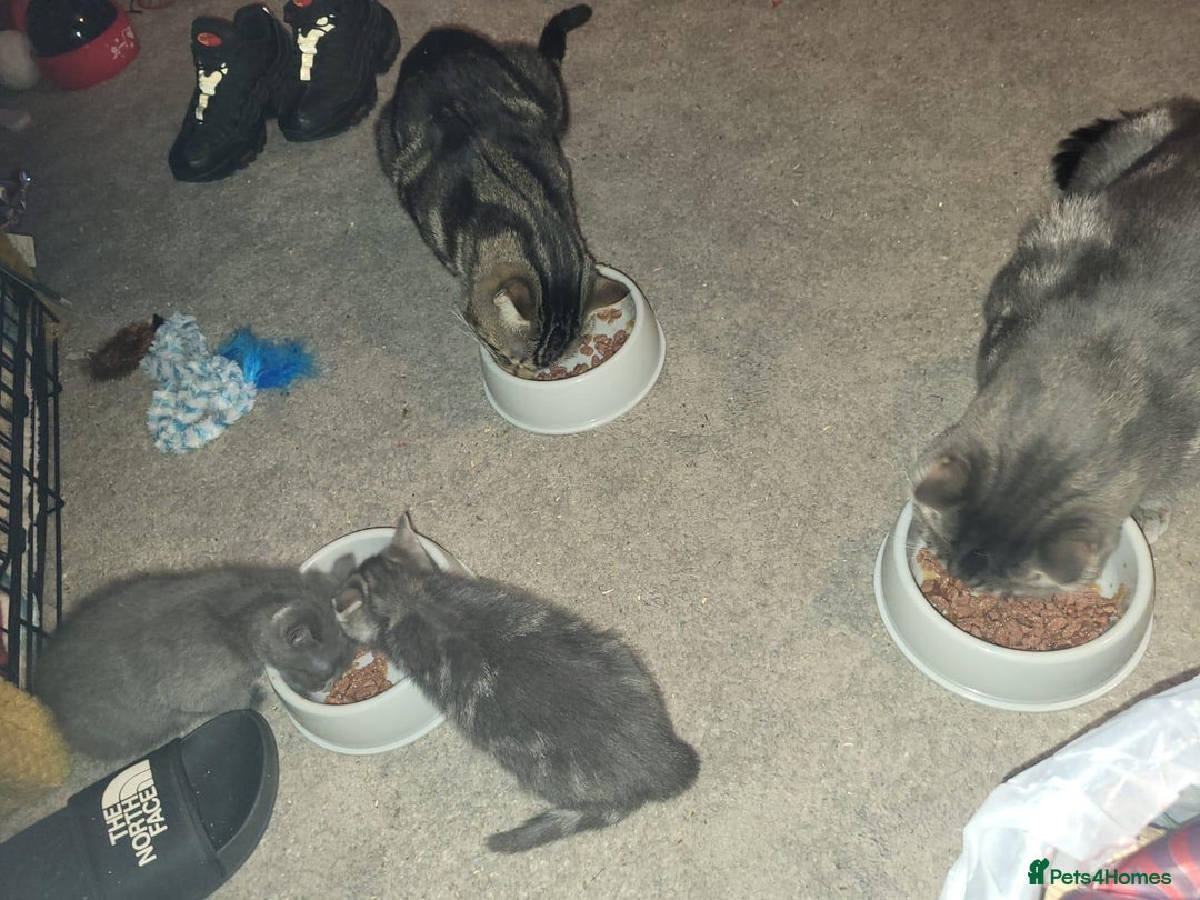 Domestic Shorthair cats for sale: 2 Beautiful Males (selling due2my partners illness - Image 9