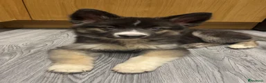 German Shepherd 1