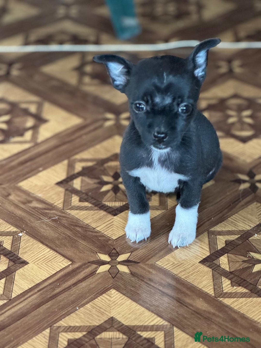 Mixed Breed dogs for adoption: FLORA - a Lovely tiny puppy girl for a Loving Home - Advert 31