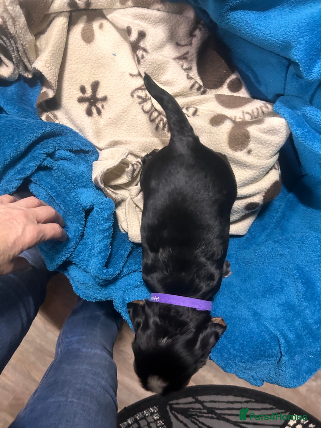 Cocker Spaniel dogs for sale: Cocker spaniel puppies for sale - Advert 5