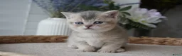 Munchkin cats for sale: ⚜️Rare munchkins⚜️ - Advert 2