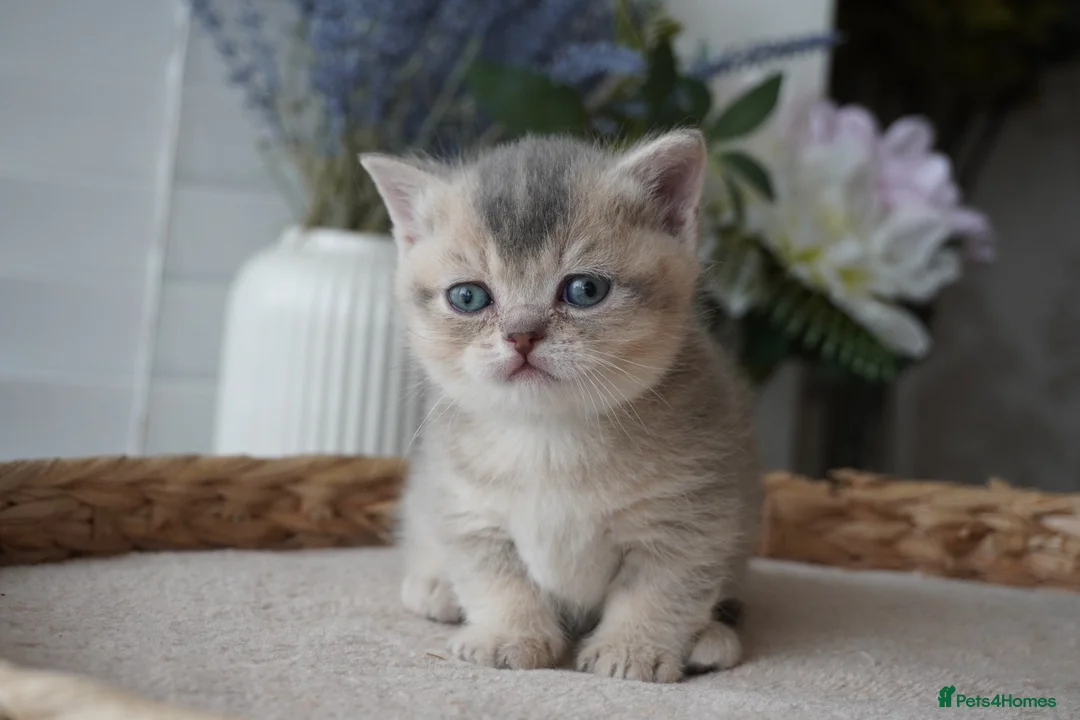 Munchkin cats for sale: ⚜️Rare munchkins⚜️ - Advert 2