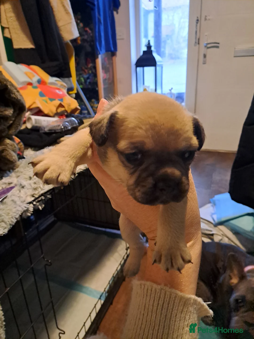 Mixed Breed dogs for sale: 8 puppies for sale - Advert 8