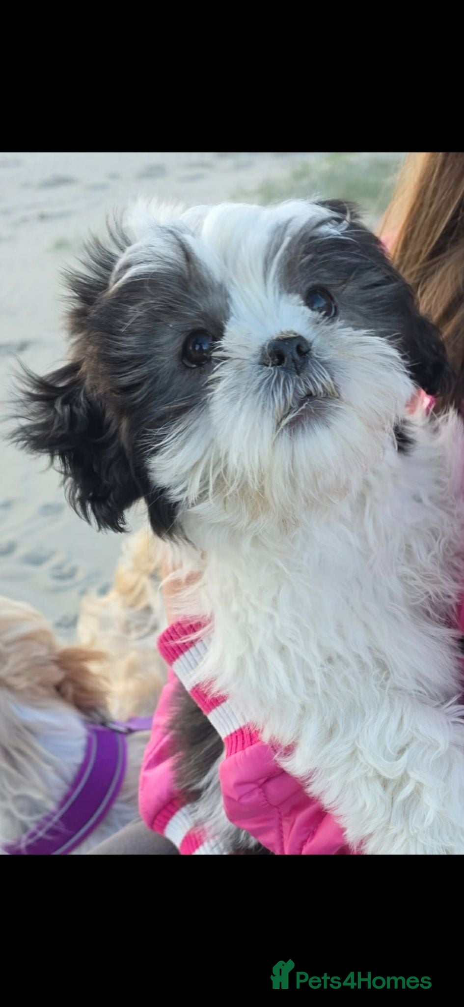 Shih Tzu dogs Shih Tzu, last female left!! - Advert 3
