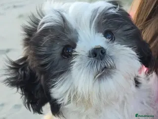 Shih Tzu dogs Shih Tzu, last female left!! - Advert 3