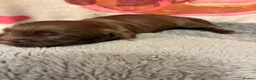 Miniature Dachshund dogs for sale: Long haired Miniature Dachshunds - Advert 16