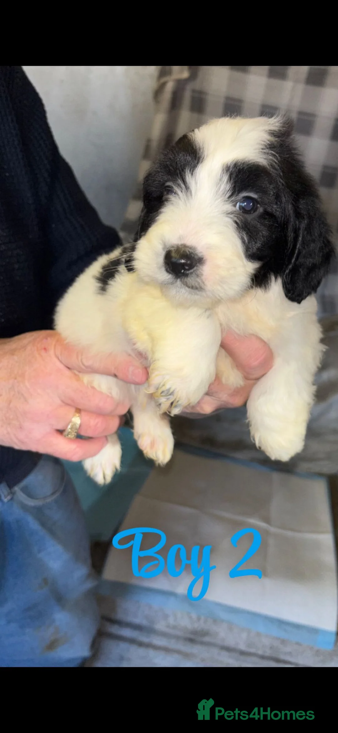 Cockapoo dogs for sale: Cockapoo pups  - Advert 7