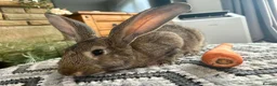 Continental Giant rabbits for sale: Continental giant buck - Advert 2