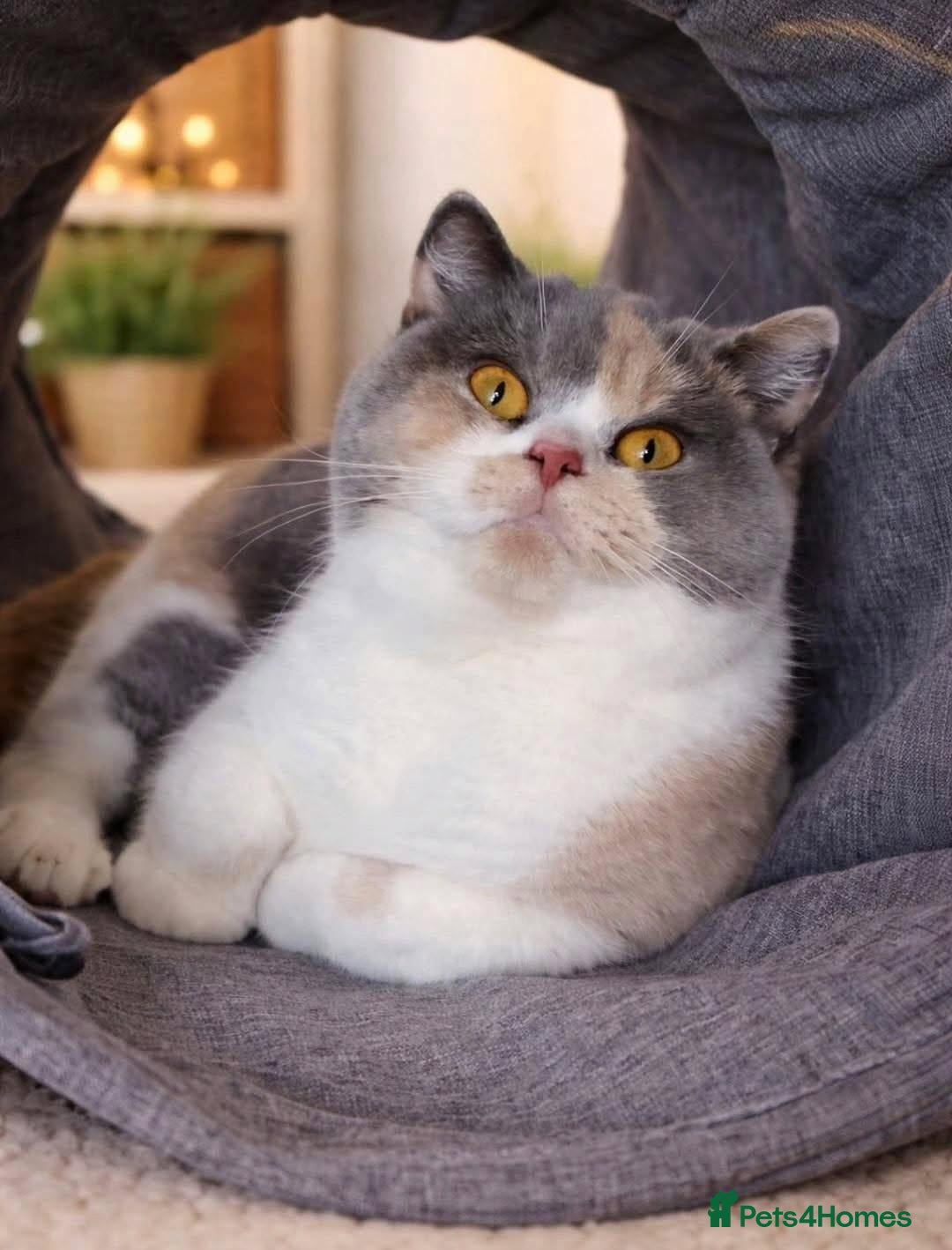 British Shorthair cats Champion sired British Shorthair kittens  - Advert 1