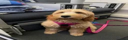 Mini Goldendoodle dogs for sale: F1 GDs via a LICENSED Breeder & POLICE Dog Trainer - Advert 16