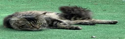 Maine Coon cats for sale: Main coon kittens - Advert 5